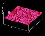 AFM Image