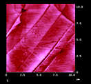 AFM Image